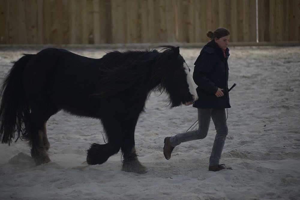 Une fois une relation de confiance instaurée et la mise en place de codes, les chevaux peuvent évoluer en liberté.