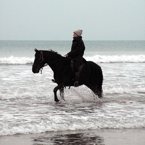 cheval au bord de l'eau sur la plage en Bretagne