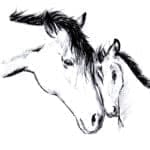 esquisse d'un cheval par Erwan des crinières de l'ouest