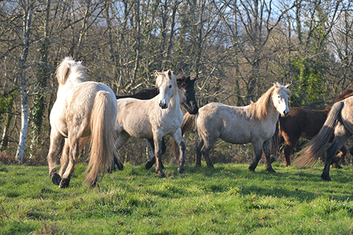 La vie en troupeau et au pré favorise le bon équilibre mental de la cavalerie.