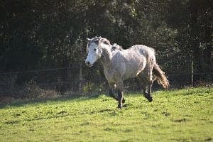 Brimaël, poney Connemara