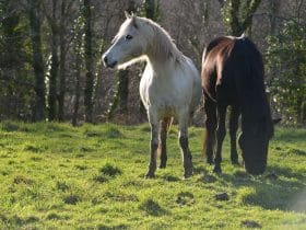 Afin de respecter au mieux leurs besoins naturels, nos chevaux vivent en groupe et au pré toute l’année. Afin de respecter au mieux leurs besoins naturels, nos chevaux vivent en groupe et au pré toute l'année.