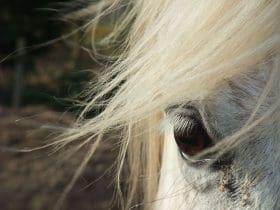 L’oeil de Silvermoon, ponette français de selle. Les Crinières de l'ouest , l'oeil de Silvermoon, ponette français de selle.