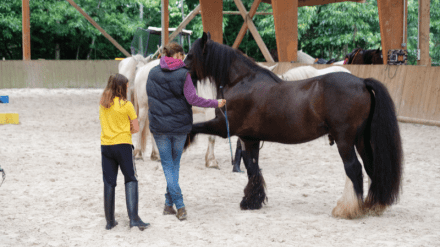 dressage-pas-espagnol-poney Un poney réalise un pas espagnol sous la direction d'une cavalière dans le manège.